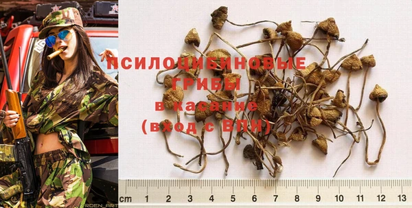 индика Алзамай